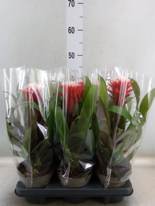 <h4>Guzmania  'Hope'</h4>