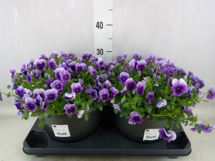 <h4>Viola corn. 'Sorbet XP Violet Beac'</h4>