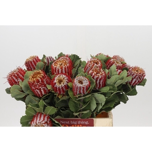 Banksia Coccinea