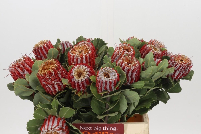 <h4>Banksia Coccinea</h4>