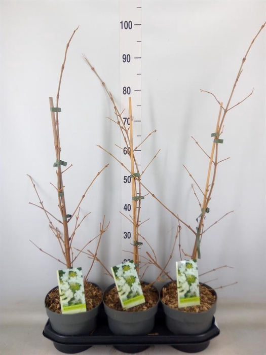 <h4>Viburnum plicatum 'Kilimandjaro'</h4>