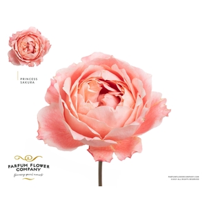 Rosa Princess Sakura
