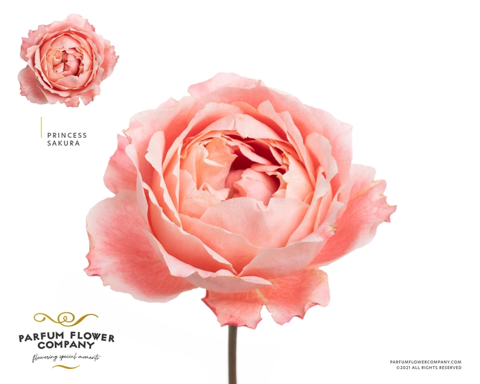 <h4>Rosa Princess Sakura</h4>