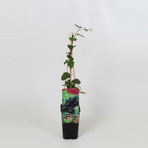 <h4>Rubus Black Satin</h4>