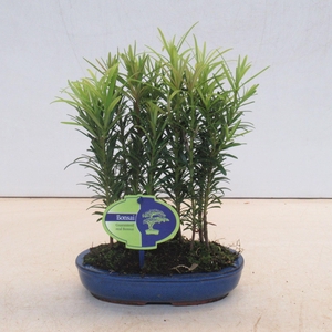podocarpus group-forest