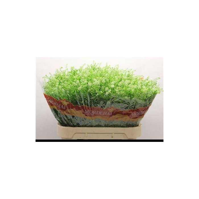 <h4>Lep Ru Green Bell</h4>