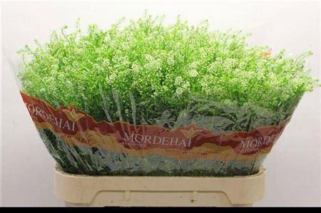 <h4>Lepidium Green Bell</h4>