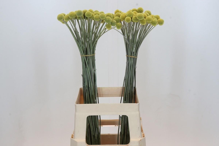 <h4>Craspedia yellow</h4>