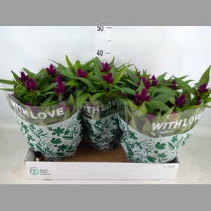 Celosia spic. 'Intenz'
