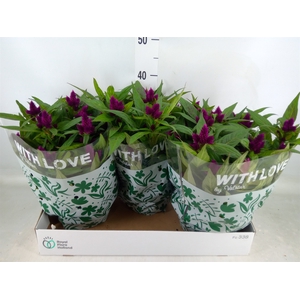 Celosia spic. 'Intenz'