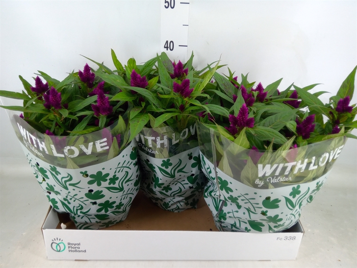 <h4>Celosia spic. 'Intenz'</h4>