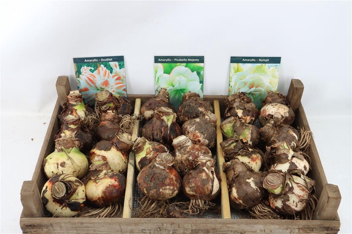<h4>Bloembol Hipp Mix 7</h4>