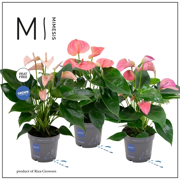 Anthurium Andreanum Grp gemengd