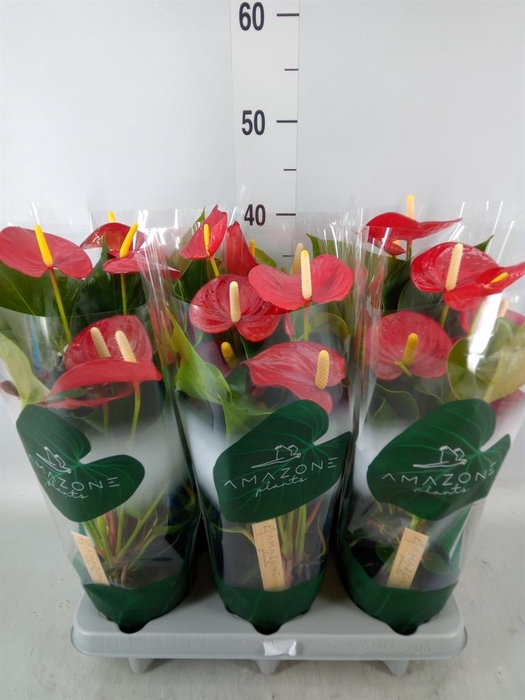 <h4>Anthurium andr. 'Aroha'</h4>