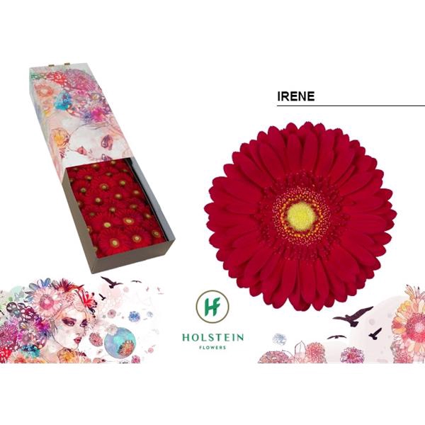<h4>Ge Gr Irene Box Holstein</h4>