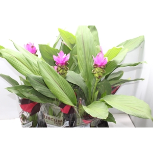 CURCUMA SIAM SHADOW P15