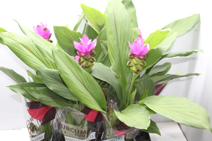 <h4>CURCUMA SIAM SHADOW P15</h4>