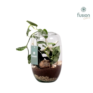 Green Bottle Isabella Small met Skindapsus