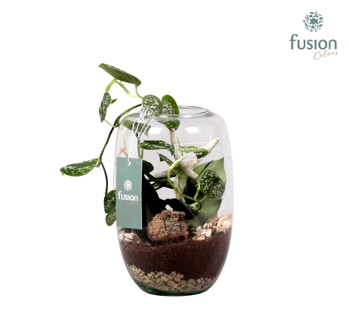 <h4>Green Bottle Isabella Small met Skindapsus</h4>