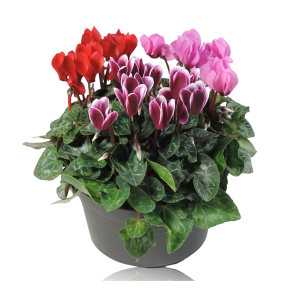 <h4>Cyclamen persicum  kleinbloemig Super Serie Verano</h4>