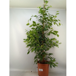 Ficus benja. 'Exotica'