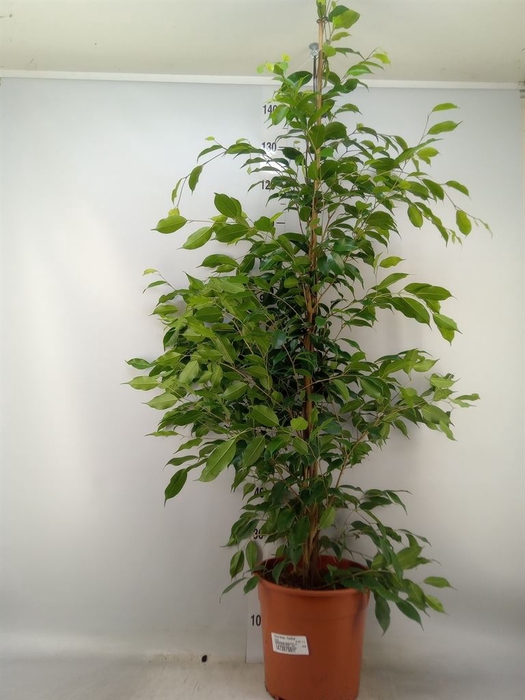 <h4>Ficus benja. 'Exotica'</h4>