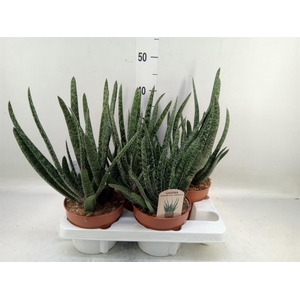 Gasteria carinata var. verrucosa