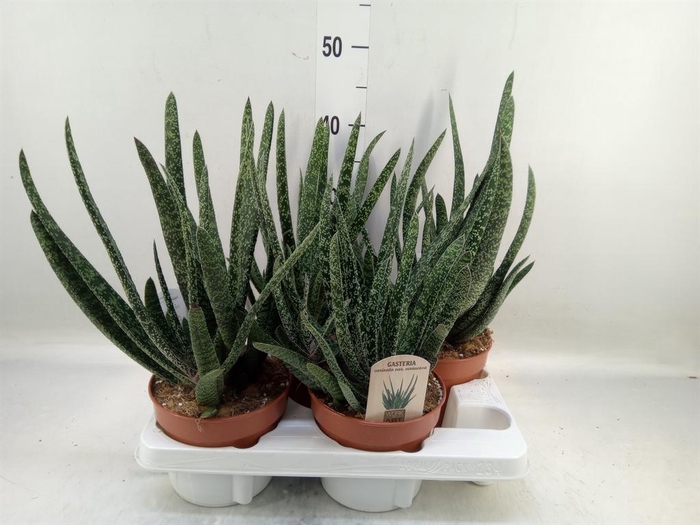 <h4>Gasteria carinata var. verrucosa</h4>