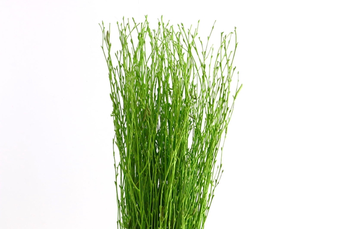 <h4>Berk Klb Green</h4>