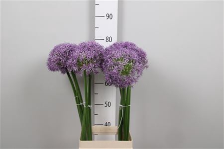 <h4>Allium Globemaster</h4>