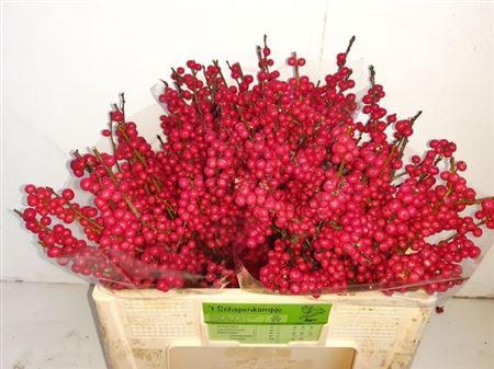 <h4>Ilex Ve Rode Bes</h4>