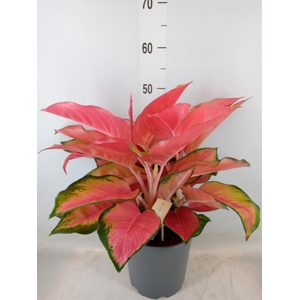 Aglaonema   ...