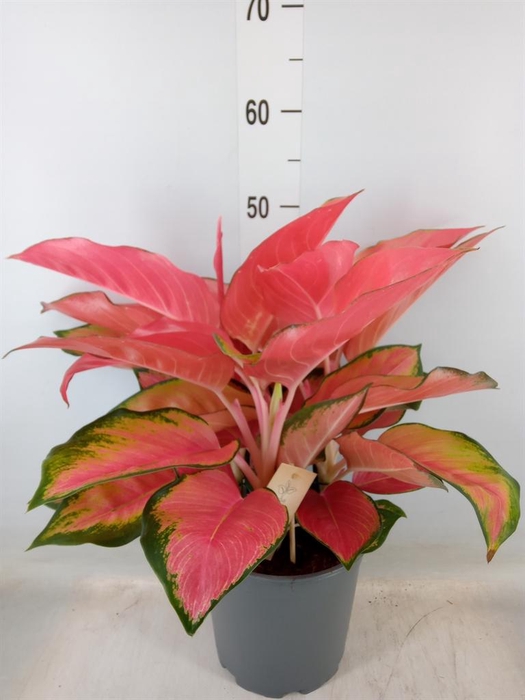 <h4>Aglaonema   ...</h4>