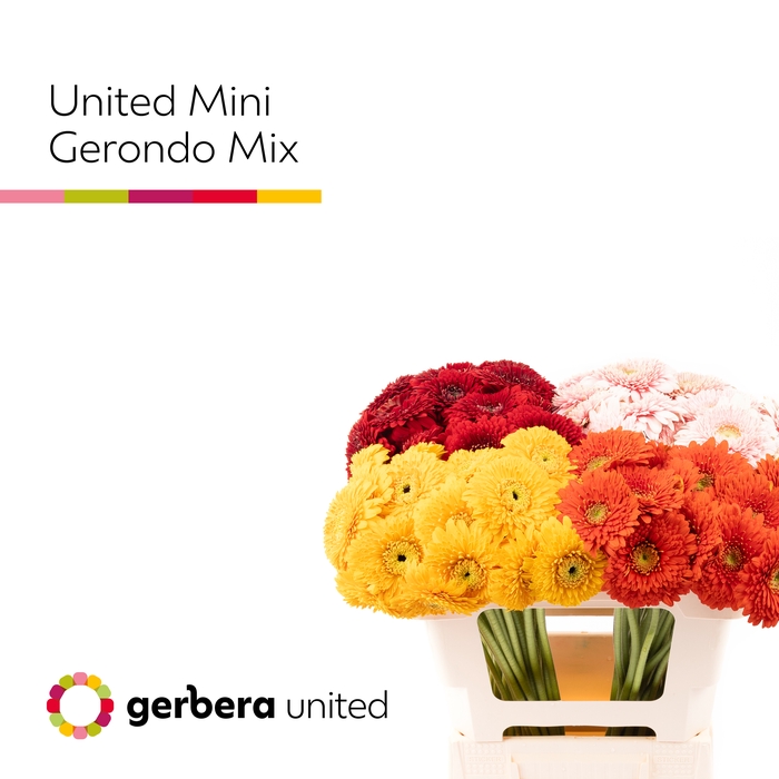 <h4>Germini Pomponi Terra gemengd Water</h4>