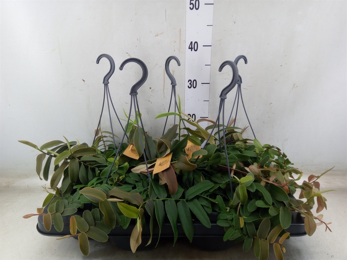 <h4>Marcgravia umbellata</h4>