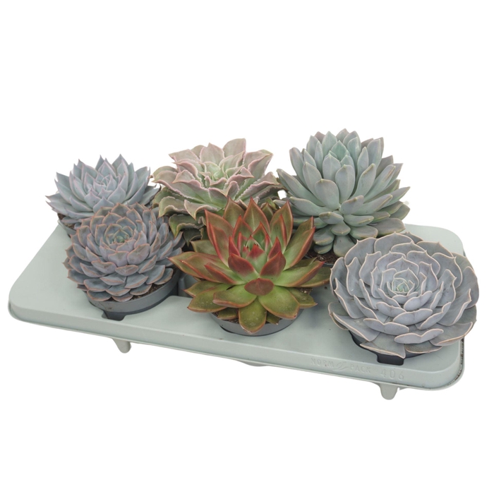 <h4>Echeveria   ...mix</h4>