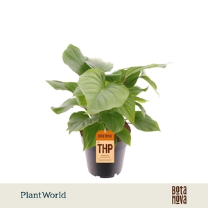Homalomena rubescens 'Maggy'