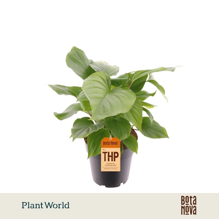 <h4>Homalomena rubescens 'Maggy'</h4>