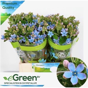 Oxypetalum Tan Pure Blue eGreen