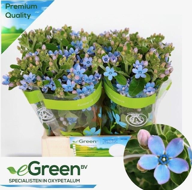 <h4>Oxypetalum Tan Pure Blue eGreen</h4>