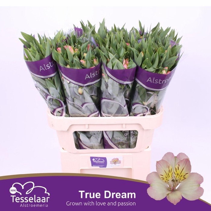 <h4>Alstr True Dream</h4>