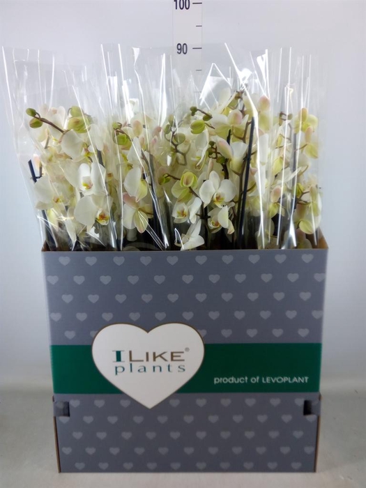 <h4>Phalaenopsis   ...white</h4>