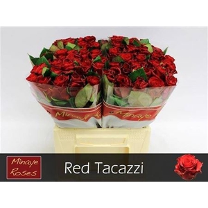 R Gr Red Tacazzi+