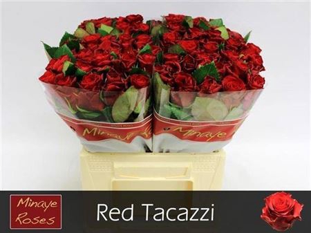 <h4>R Gr Red Tacazzi+</h4>
