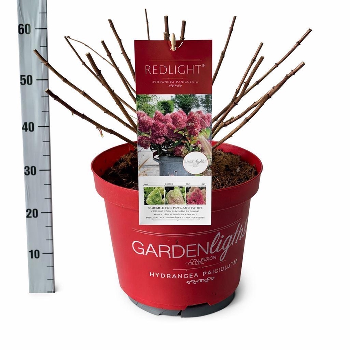 <h4>Hydrangea pan.</h4>