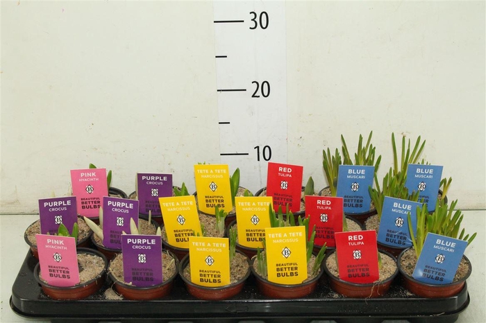 ! Narcis Gemengd 12 Cm. Pot