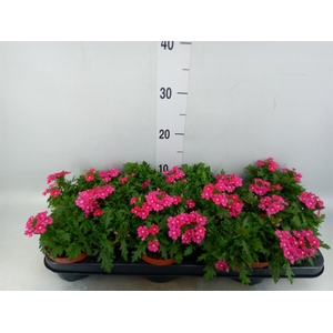 Verbena  'Magelana Magic Rose'