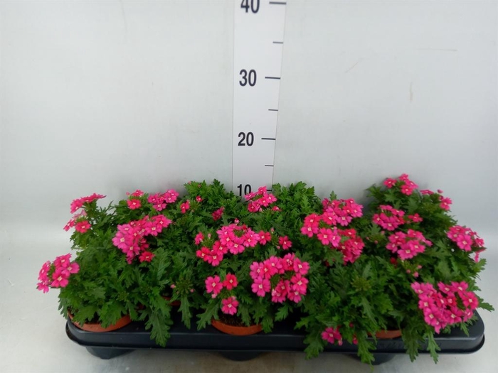 <h4>Verbena  'Magelana Magic Rose'</h4>