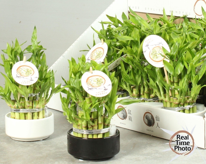 <h4>DRA LUCKY BAMBOO</h4>