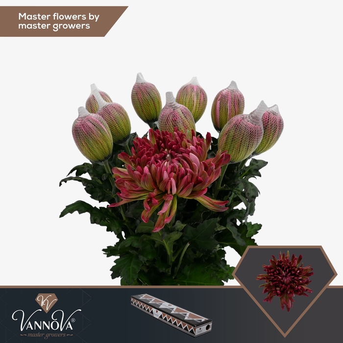 <h4>Chrysanten Chr G Antonov Apple Bandit</h4>